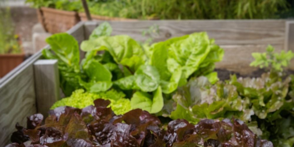 urban agriculture